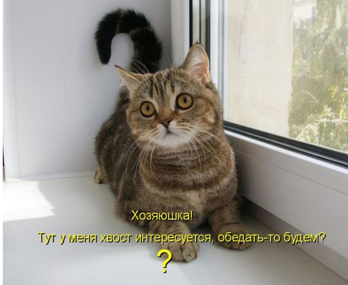 Котенок с подписью