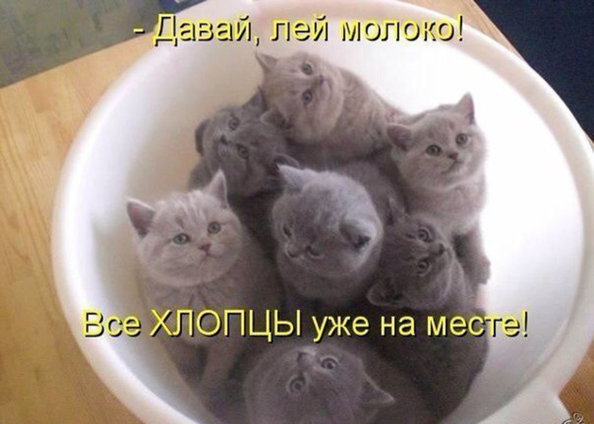 Смешные котята с надписями