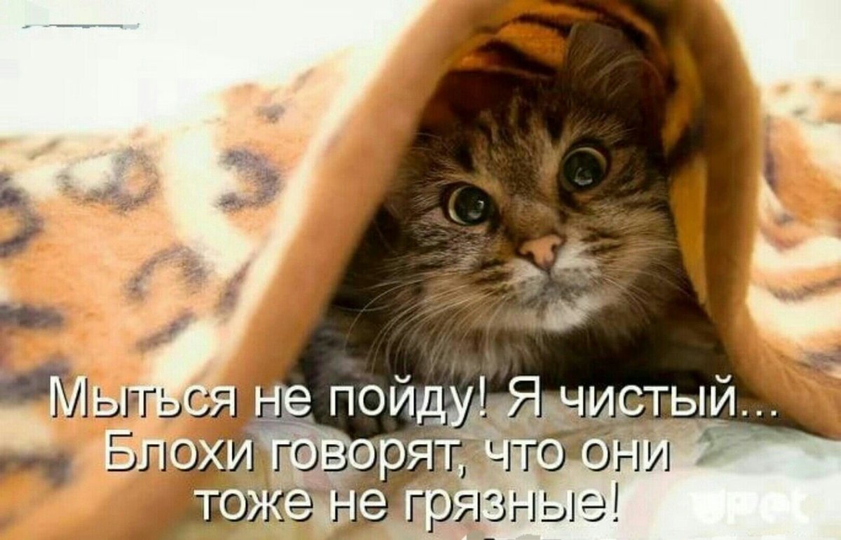 Котики позитивные с надписями