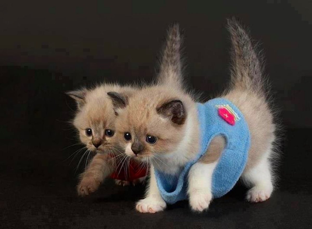 Котики среда