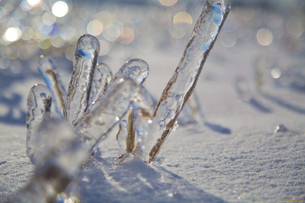 Снег Макросъемка