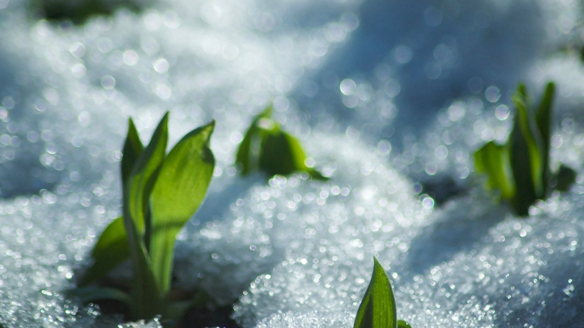 Таяние снега