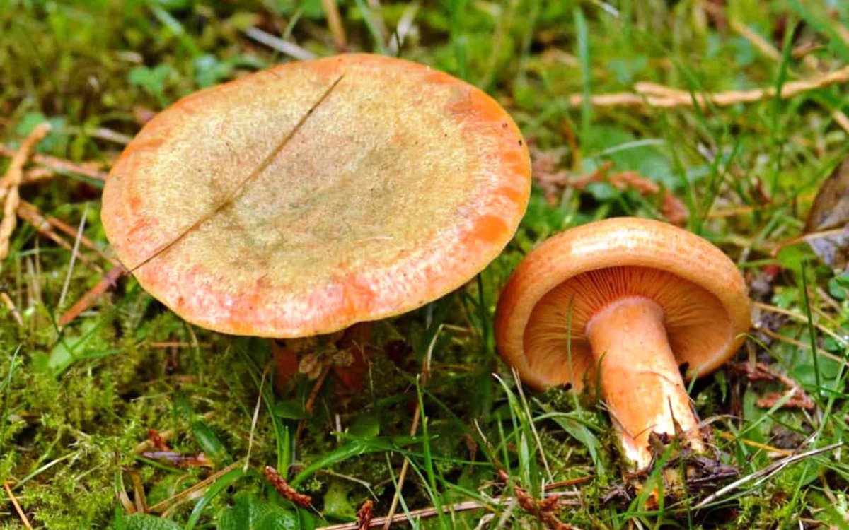 Рыжик еловый (Lactarius deterrimus)