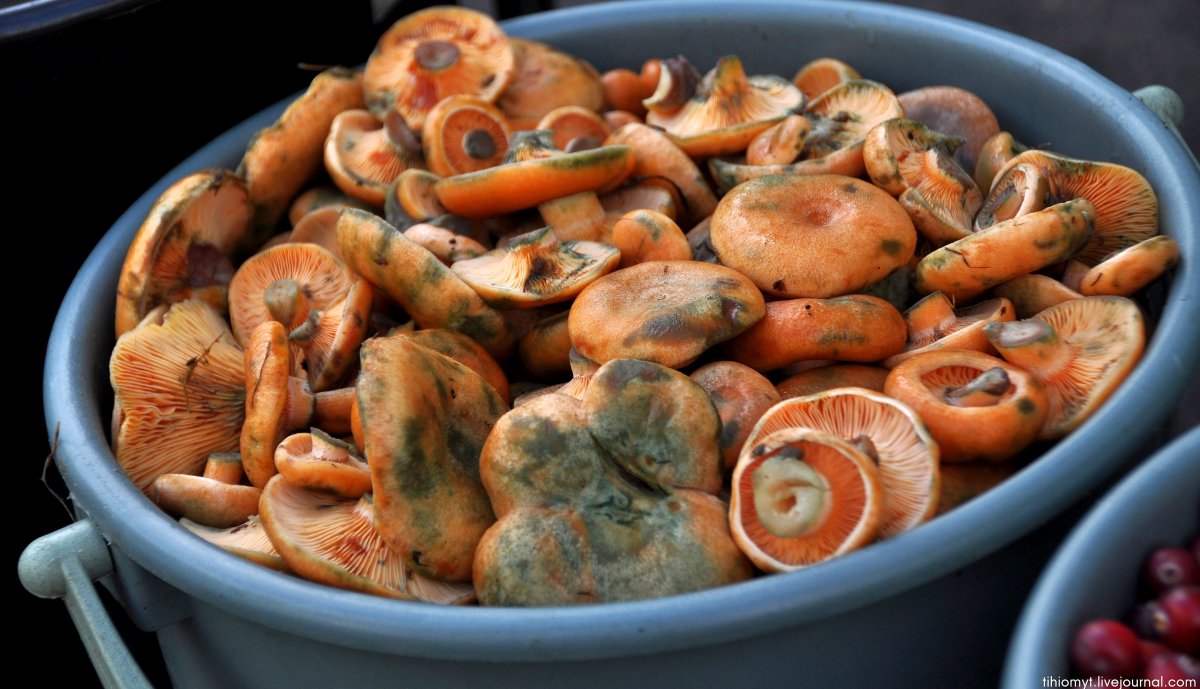 Рыжики грибы