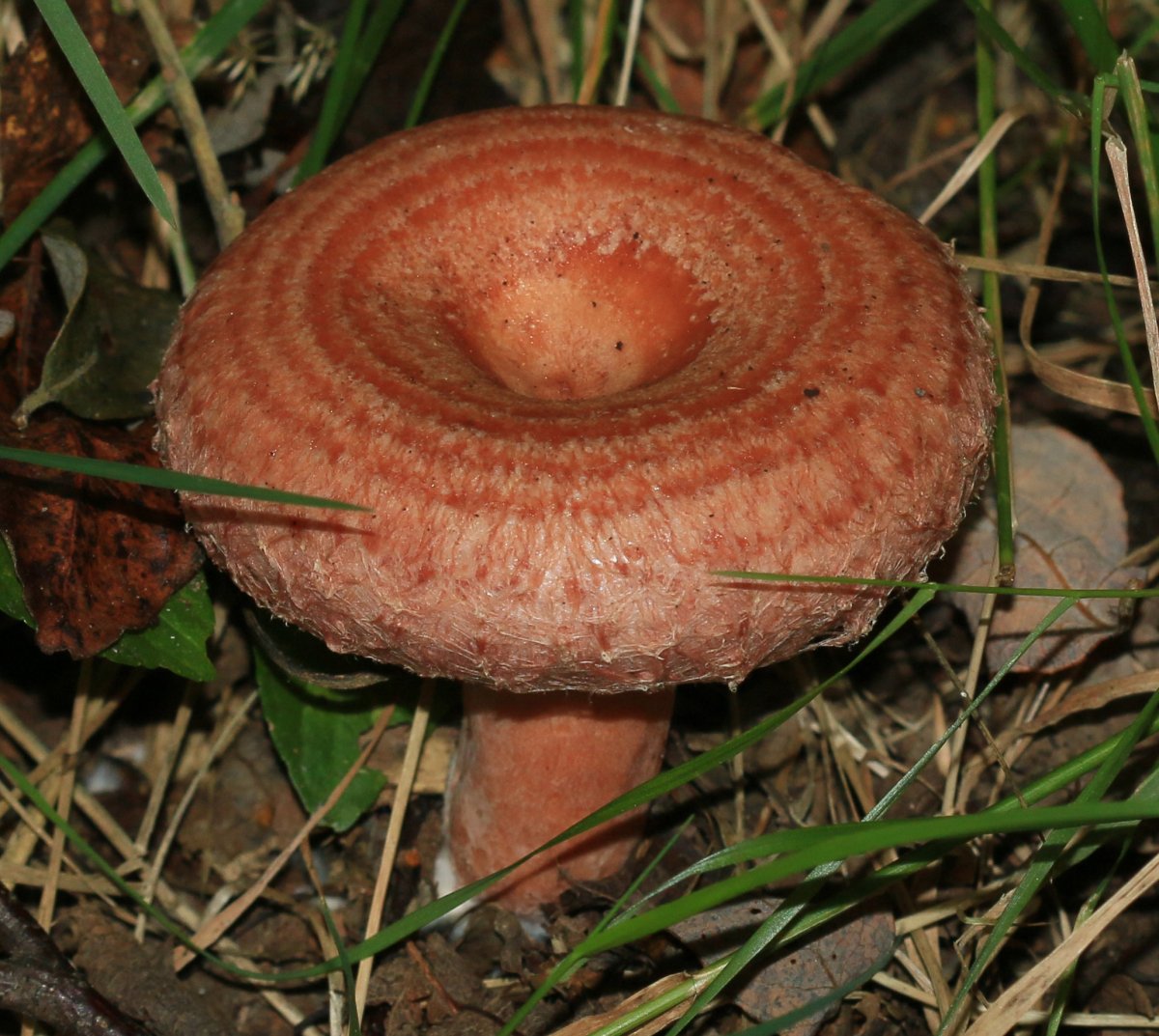 Lactarius torminosus – волнушка