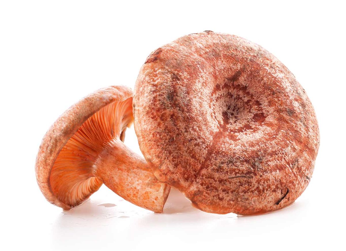 Волнушки грибы