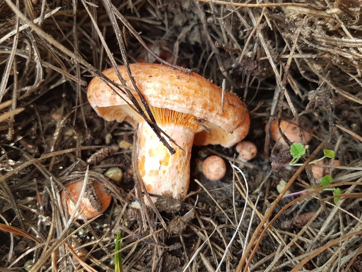 Рыжик Боровой Сосновый