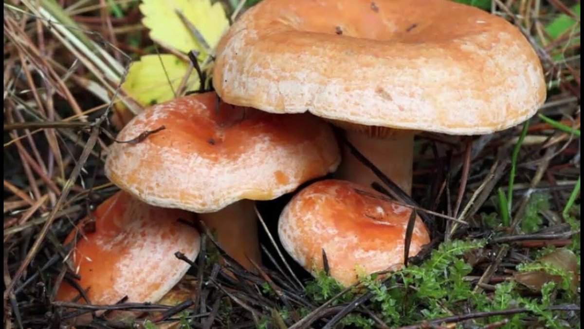 Царский гриб Рыжик