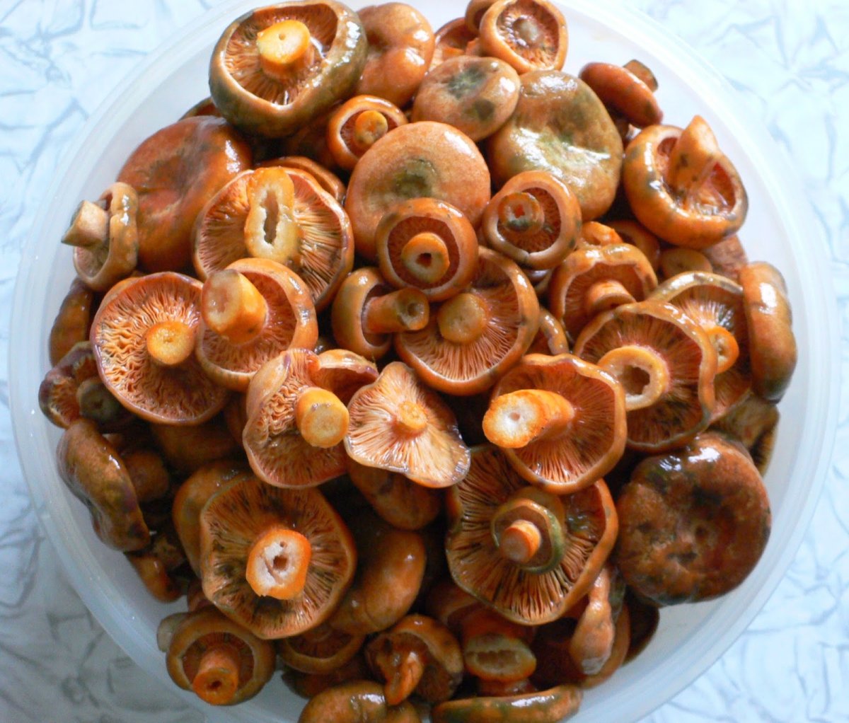 Рыжик маленький гриб