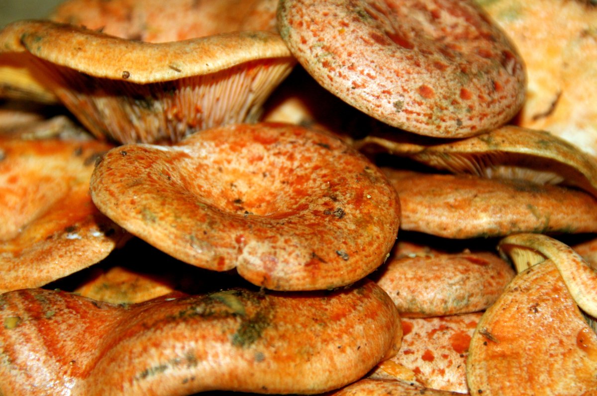 Рыжики грибы