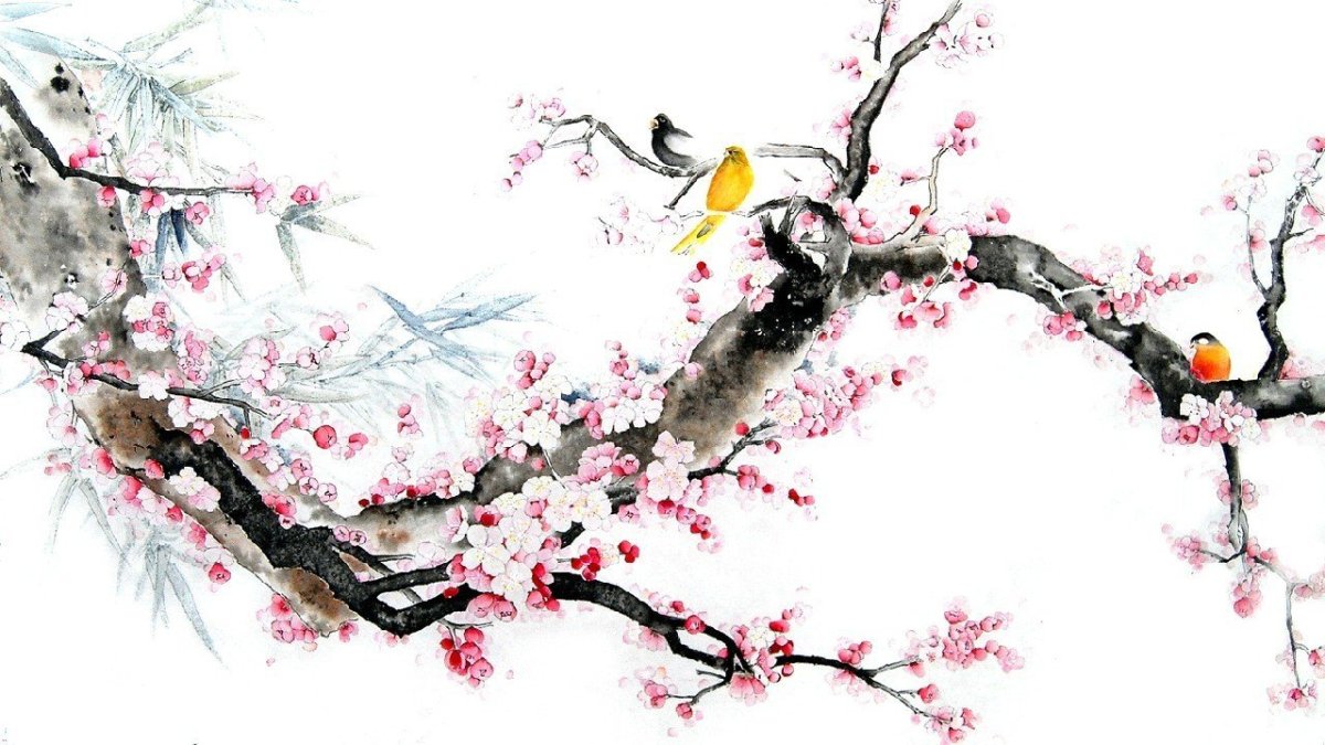 Ветка Сакуры на белом фоне