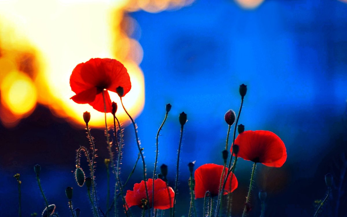 Красный цветок