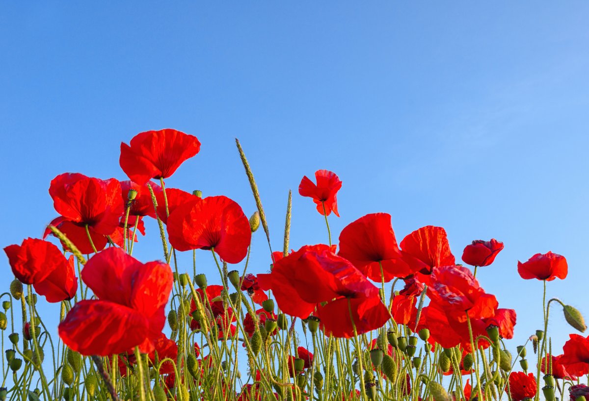 Заставка на рабочий стол маки