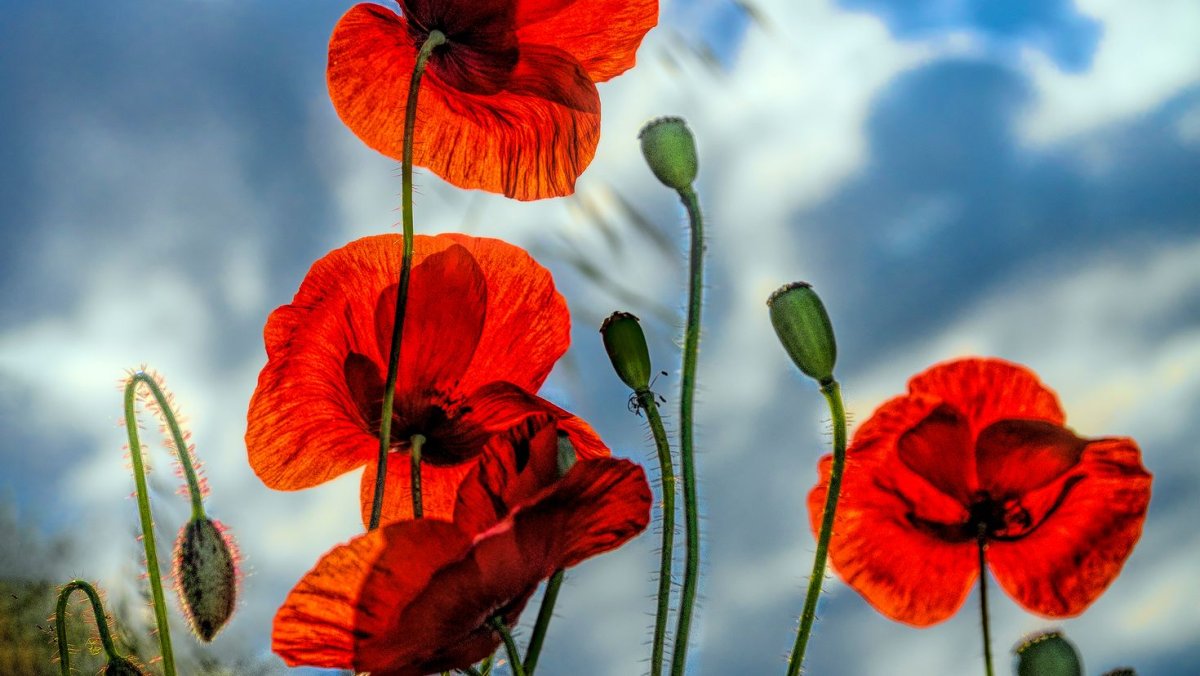 Исландские маки