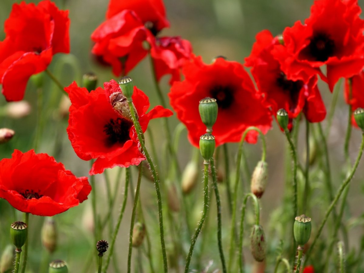 Мак красный