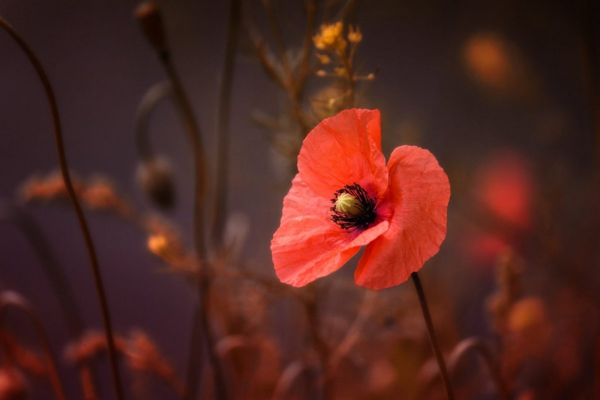 Красные цветы макро