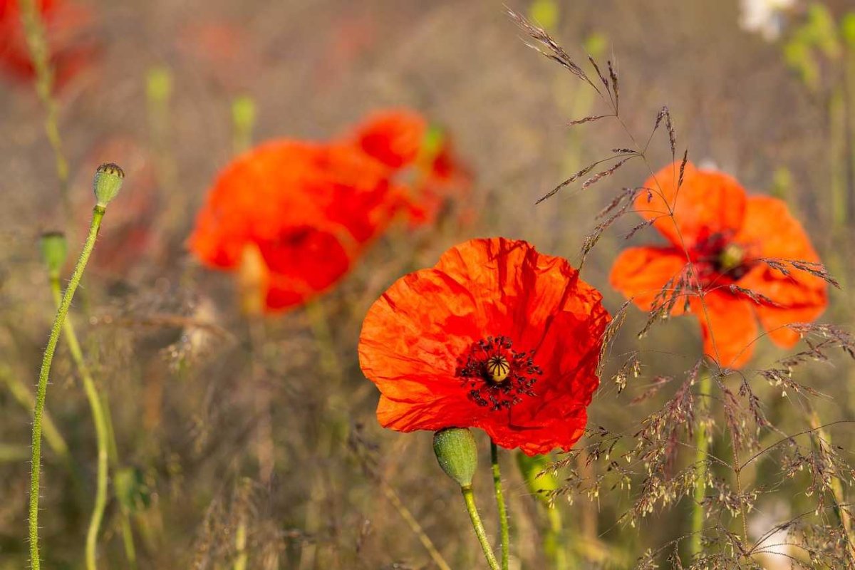 Маковка цветок