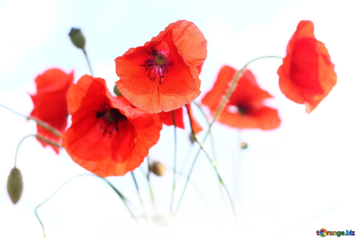 Мак цветок на белом фоне