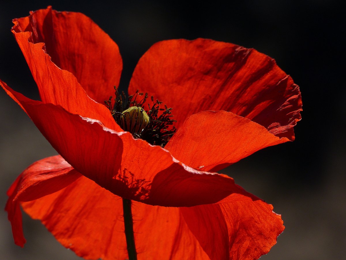 Мак красный