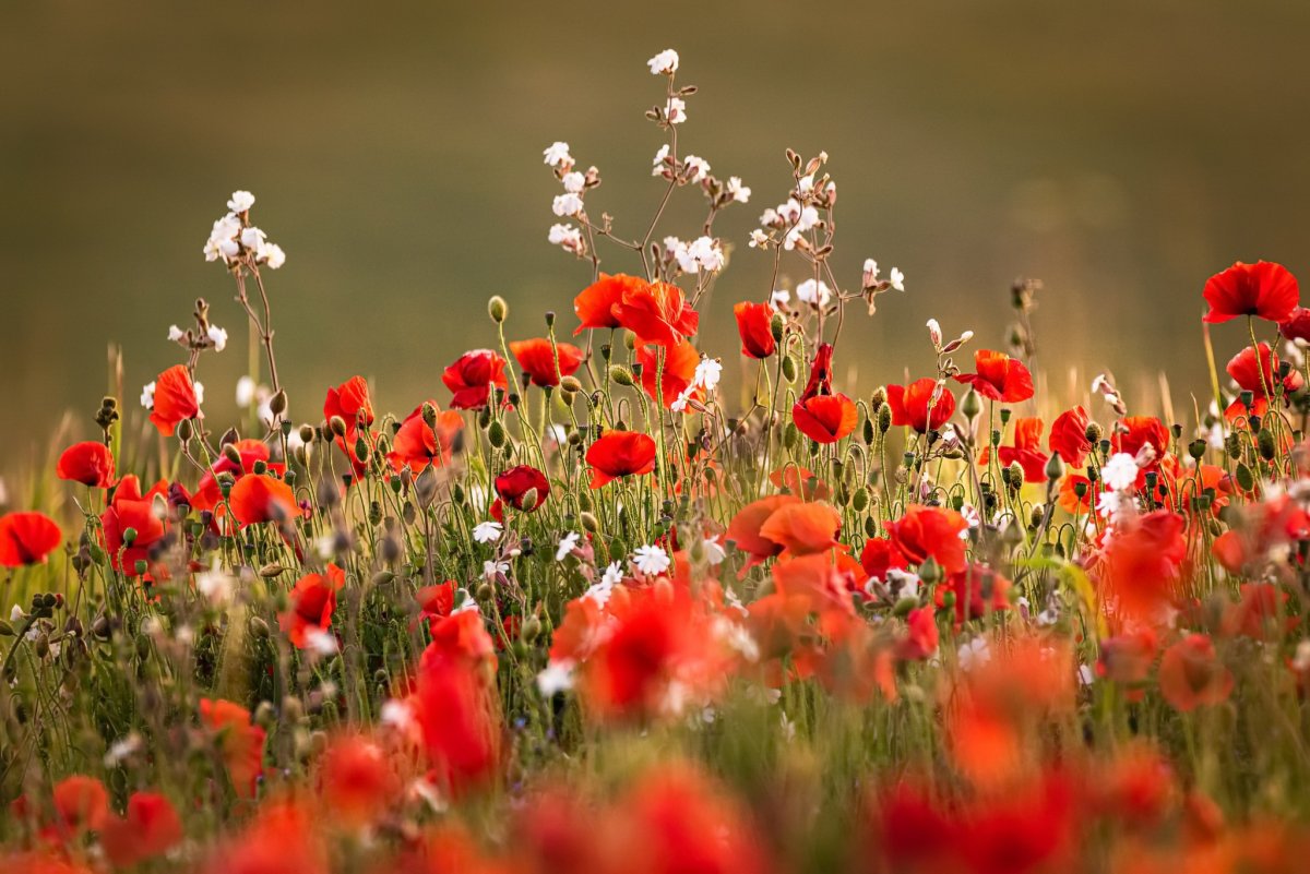 Картинки на рабочий стол маки
