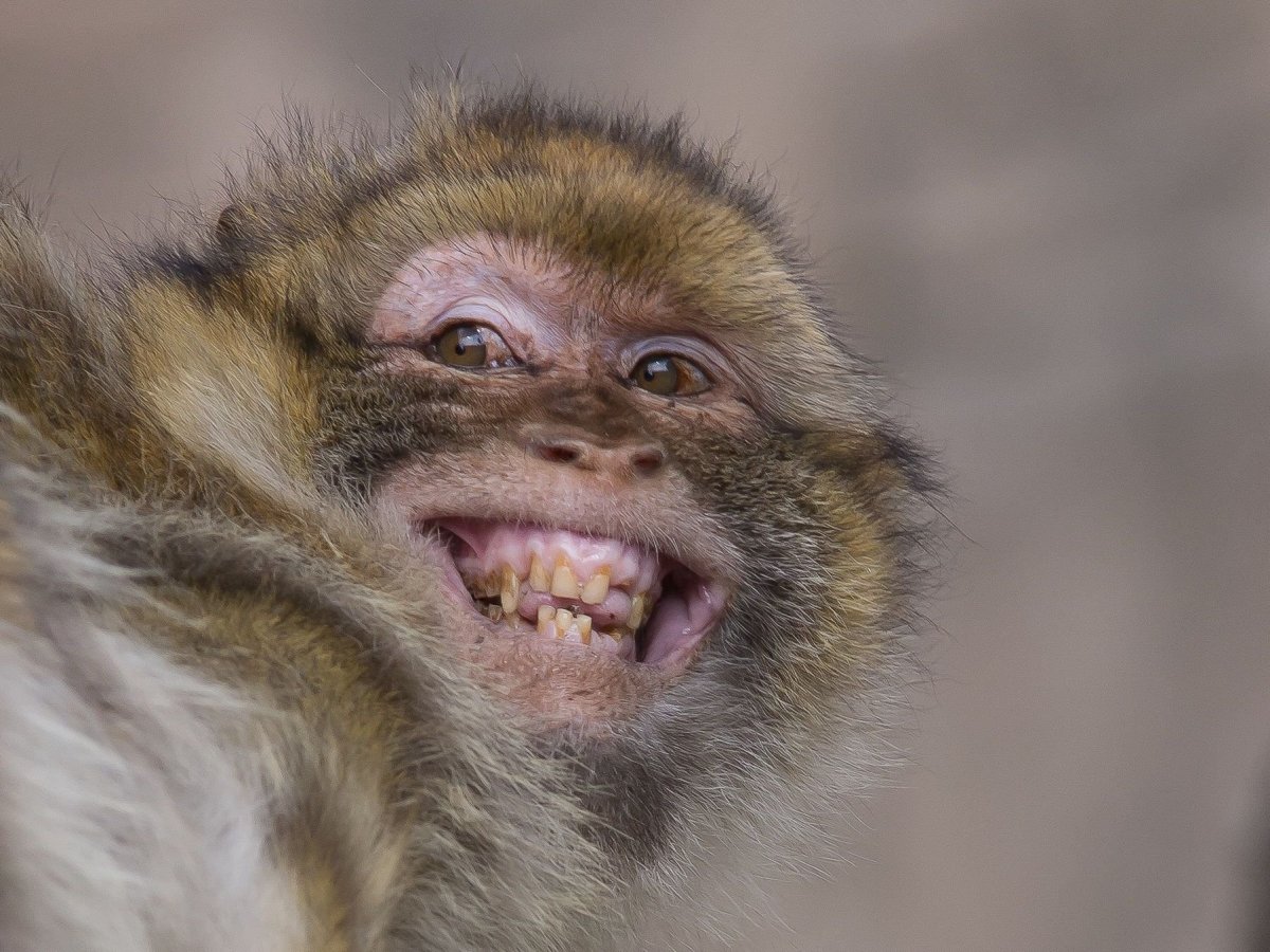Капуцин обезьяна зубы