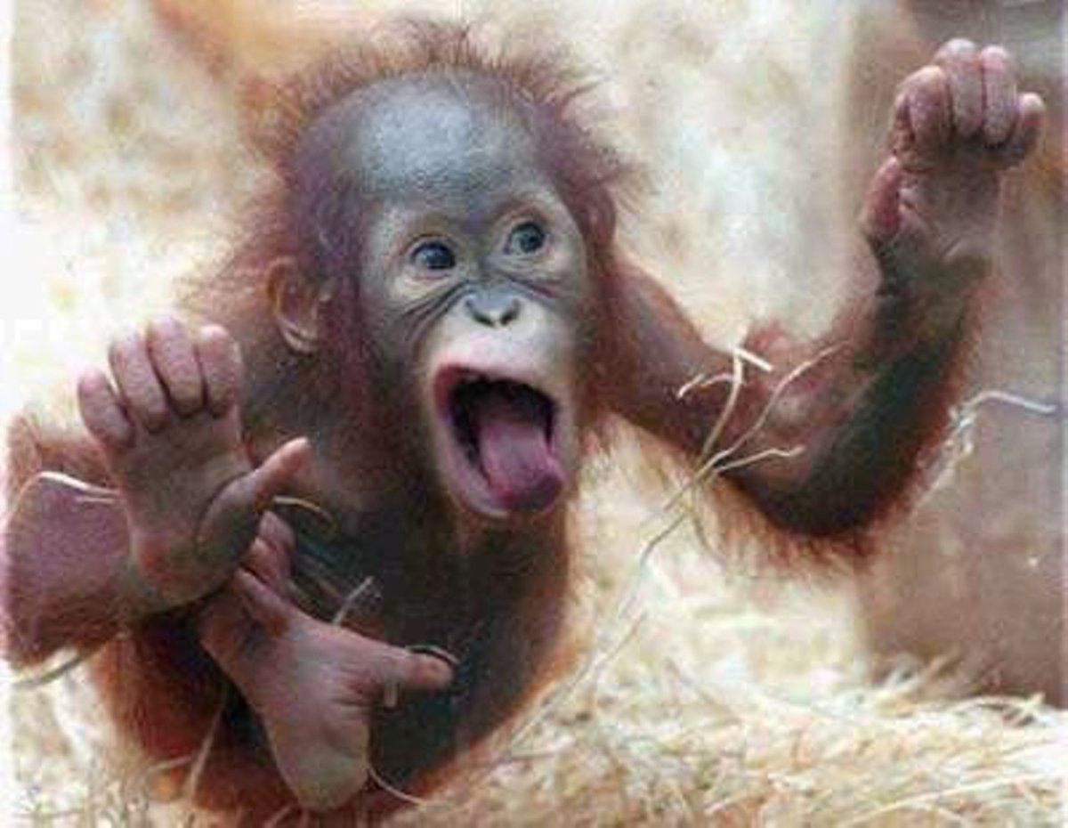 Обезьяна арт