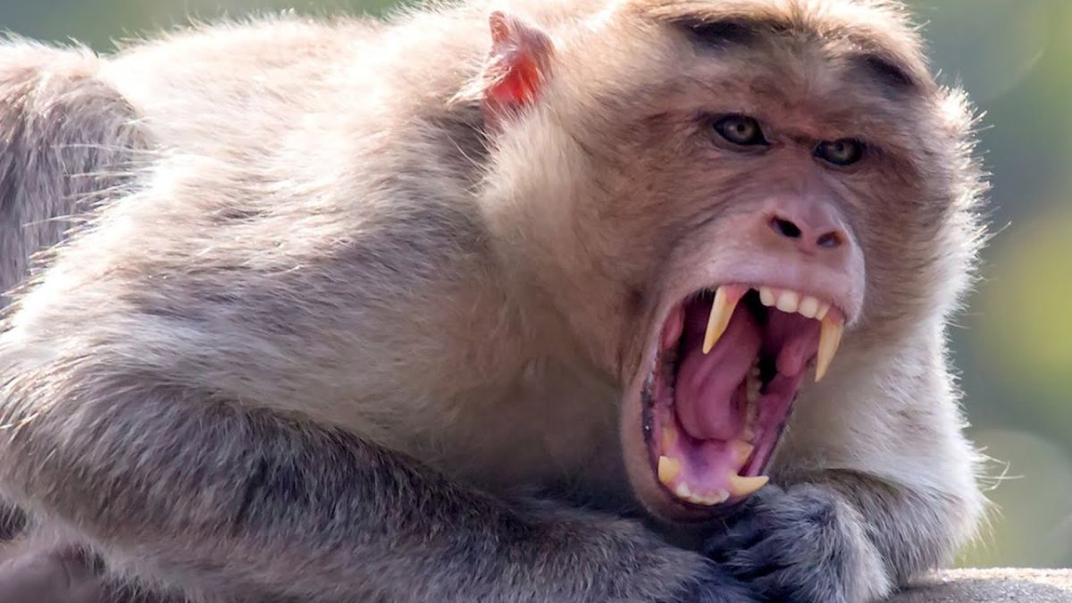Злая макака
