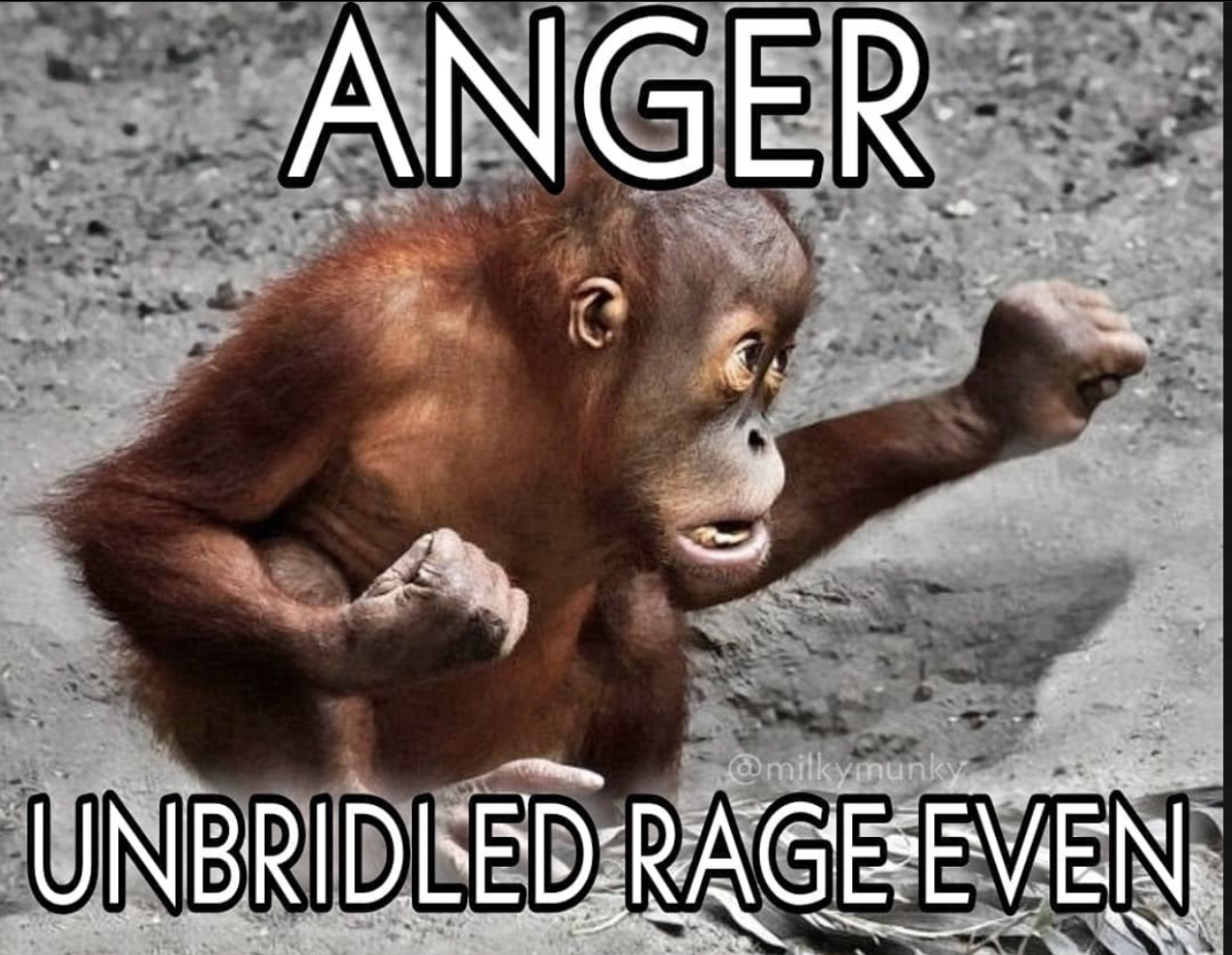 Голова шимпанзе