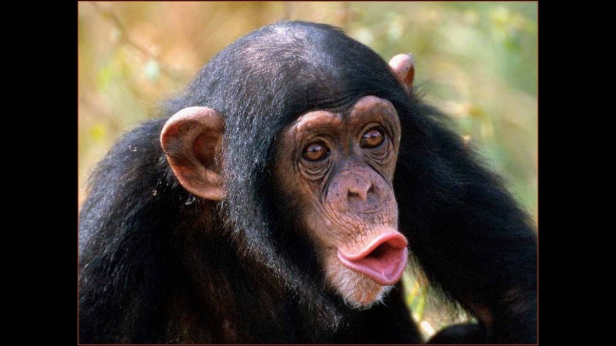 NFT картинки обезьяны