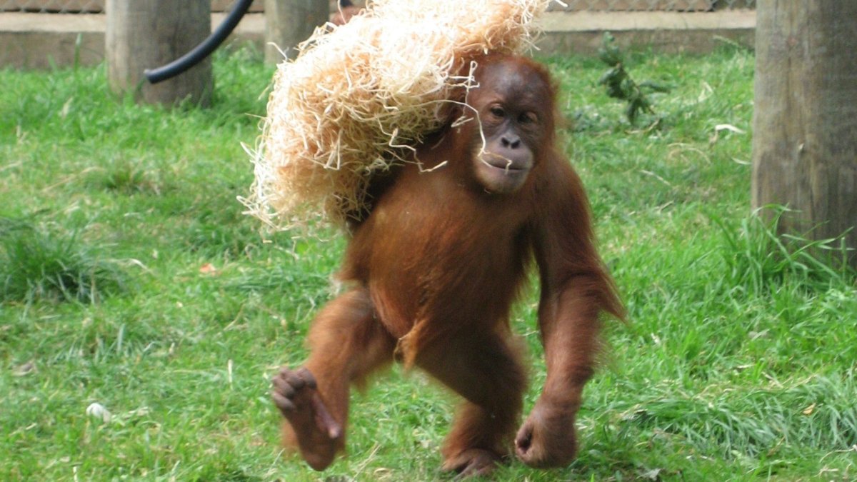 Обезьяна за компом