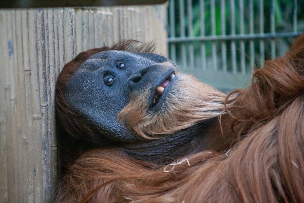 Три обезьяны в кепках