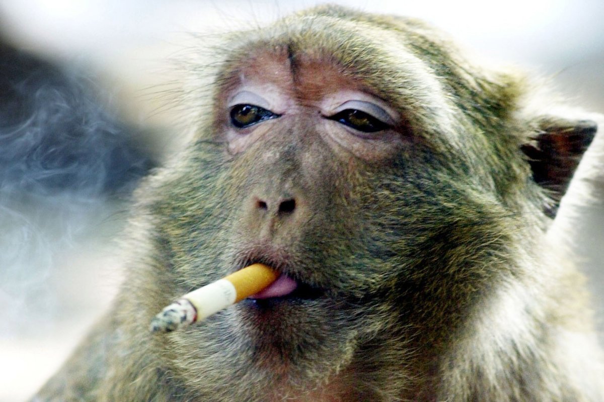 Шоу чисто поржать