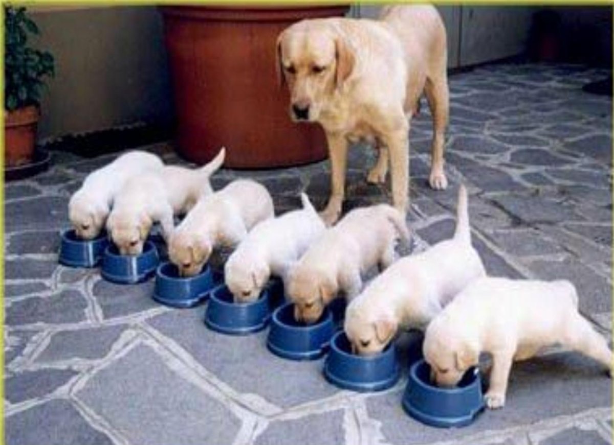 Русский лубок картинки для срисовки