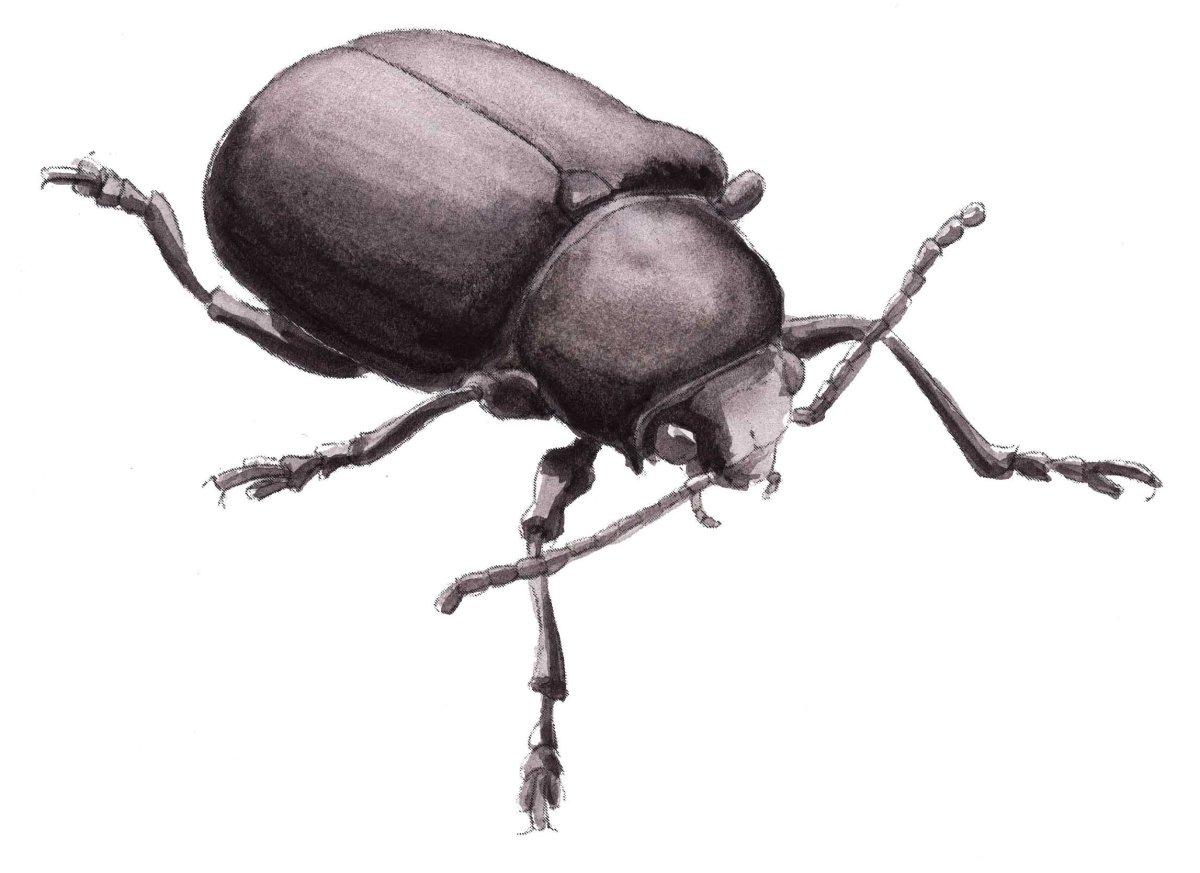 Майский хрущ