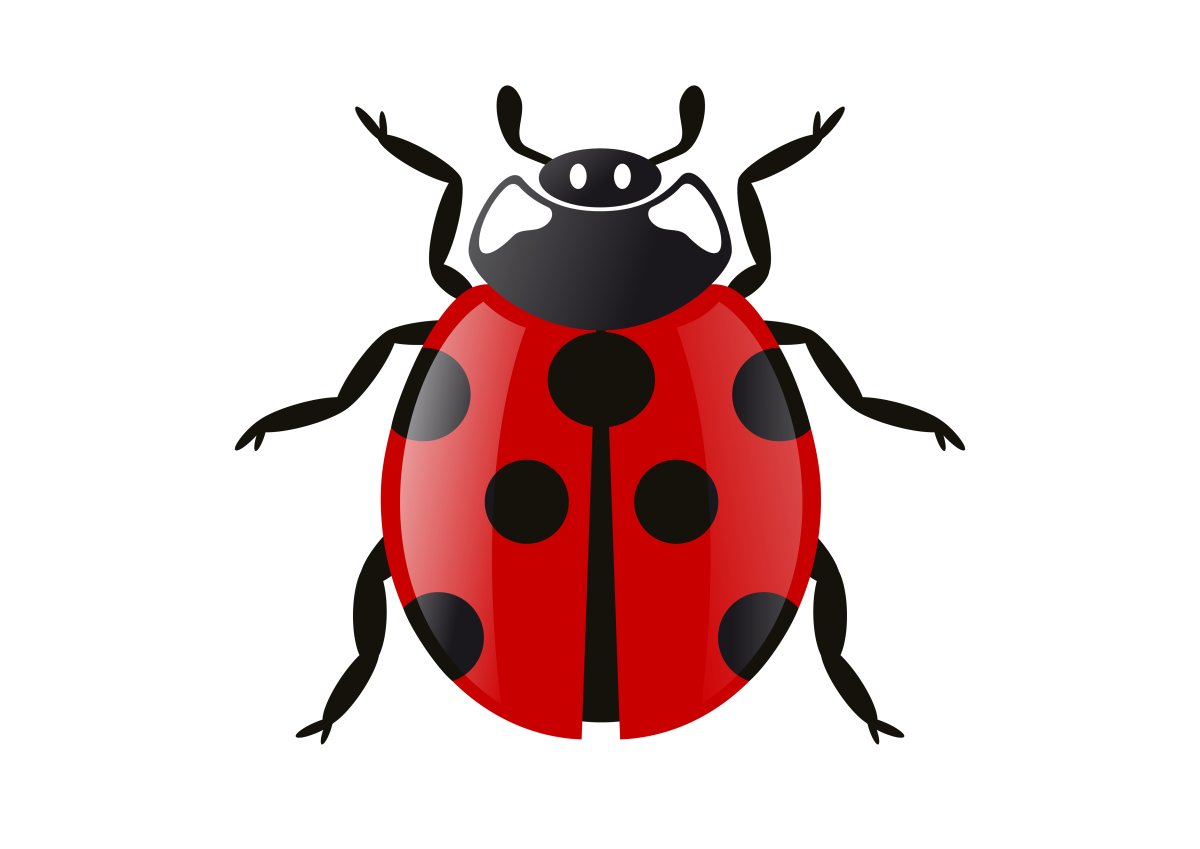 Жуки множество видов