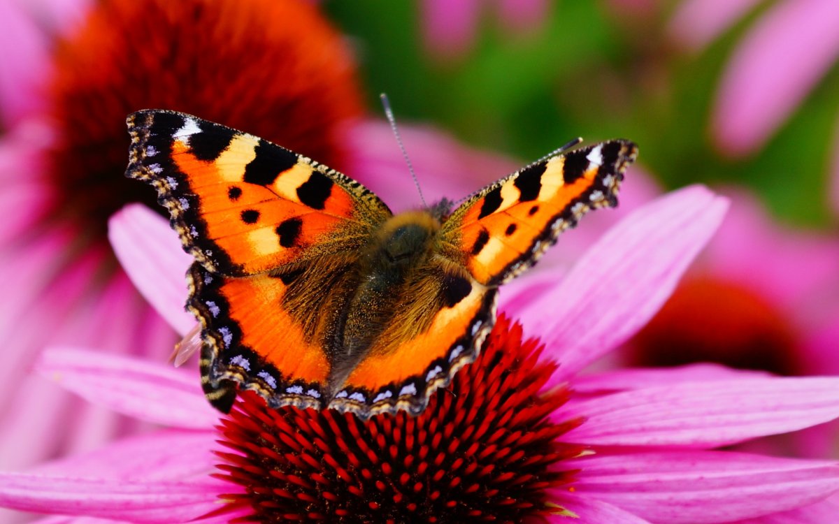 Яркие бабочки