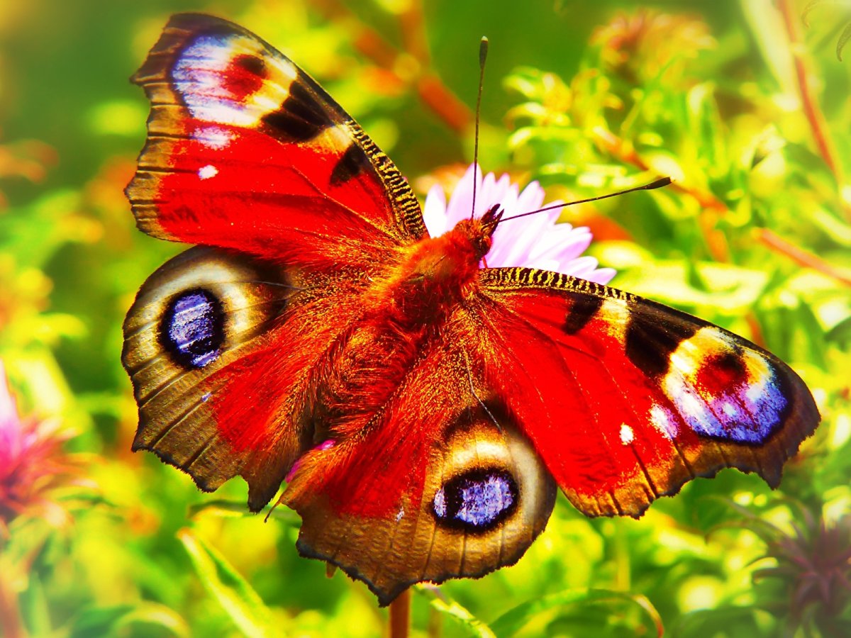 Яркие бабочки