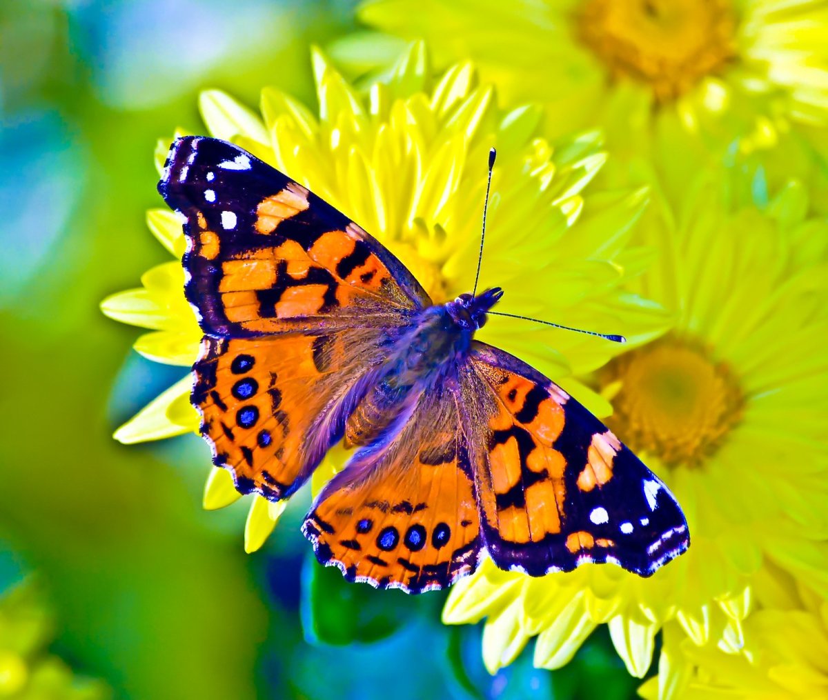 Ярко желтая бабочка