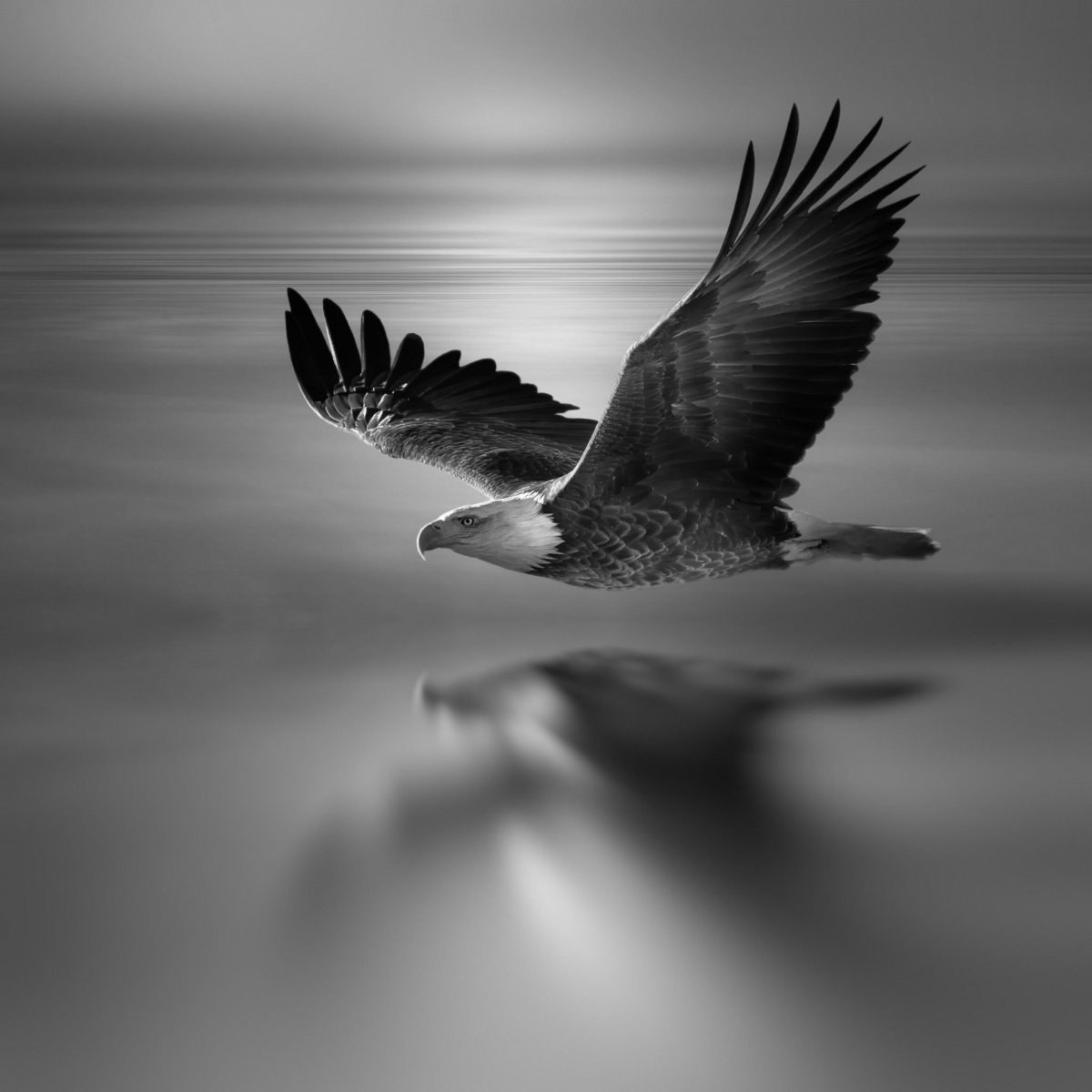 Орёл птица черно белая