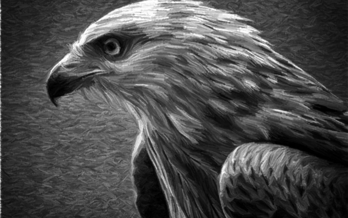 Орел черно белый рисунок