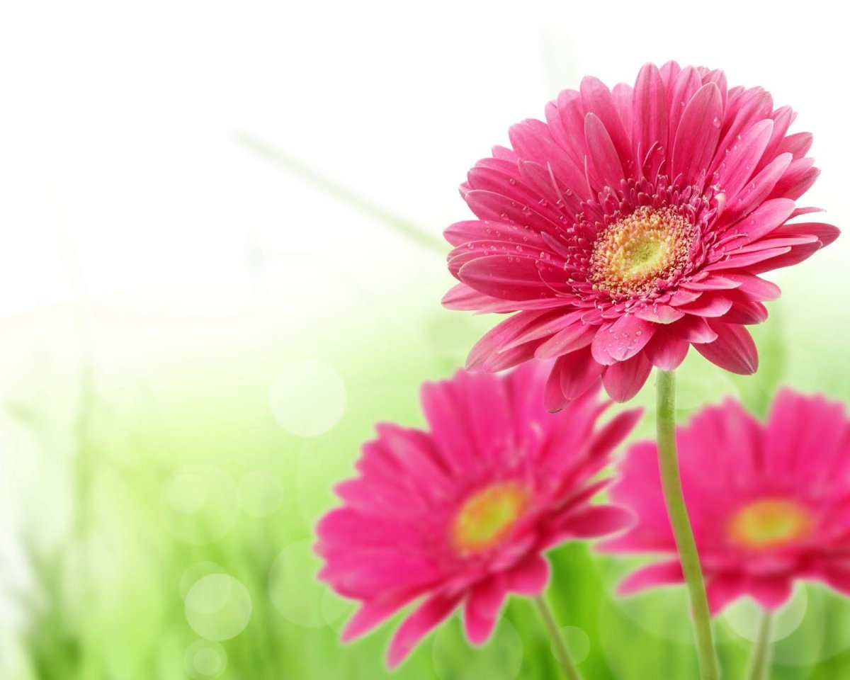 Дорогая любимая тетя с днем рождения