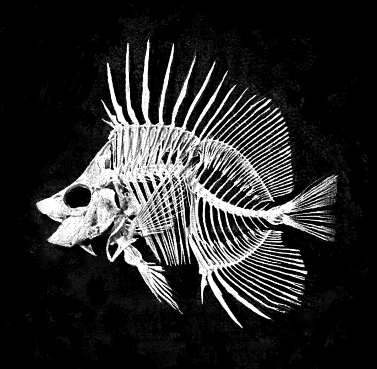 Скелет удильщика