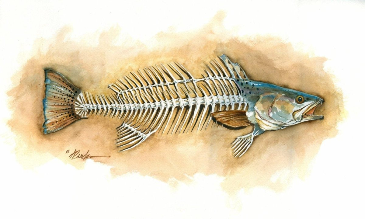 Скелет сельди