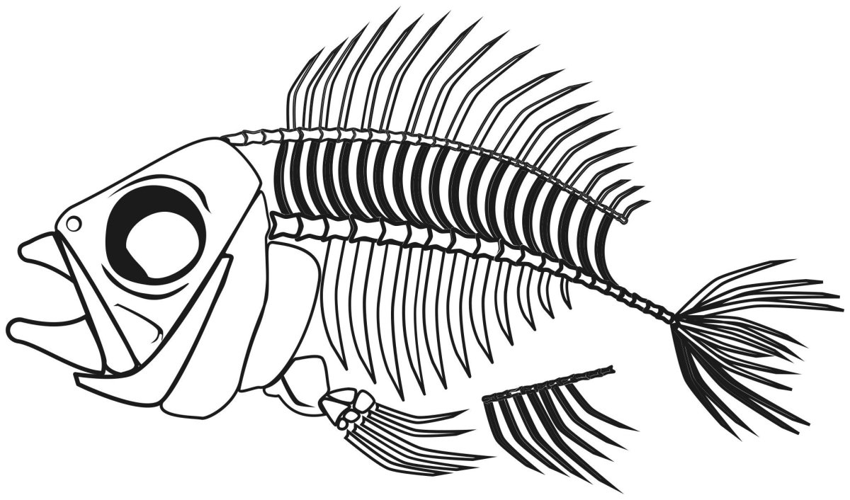 Скелет рыбы раскраска