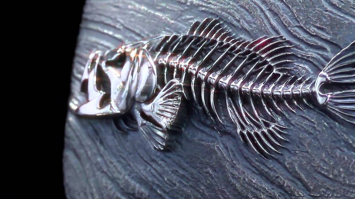 Скелет головы рыбы