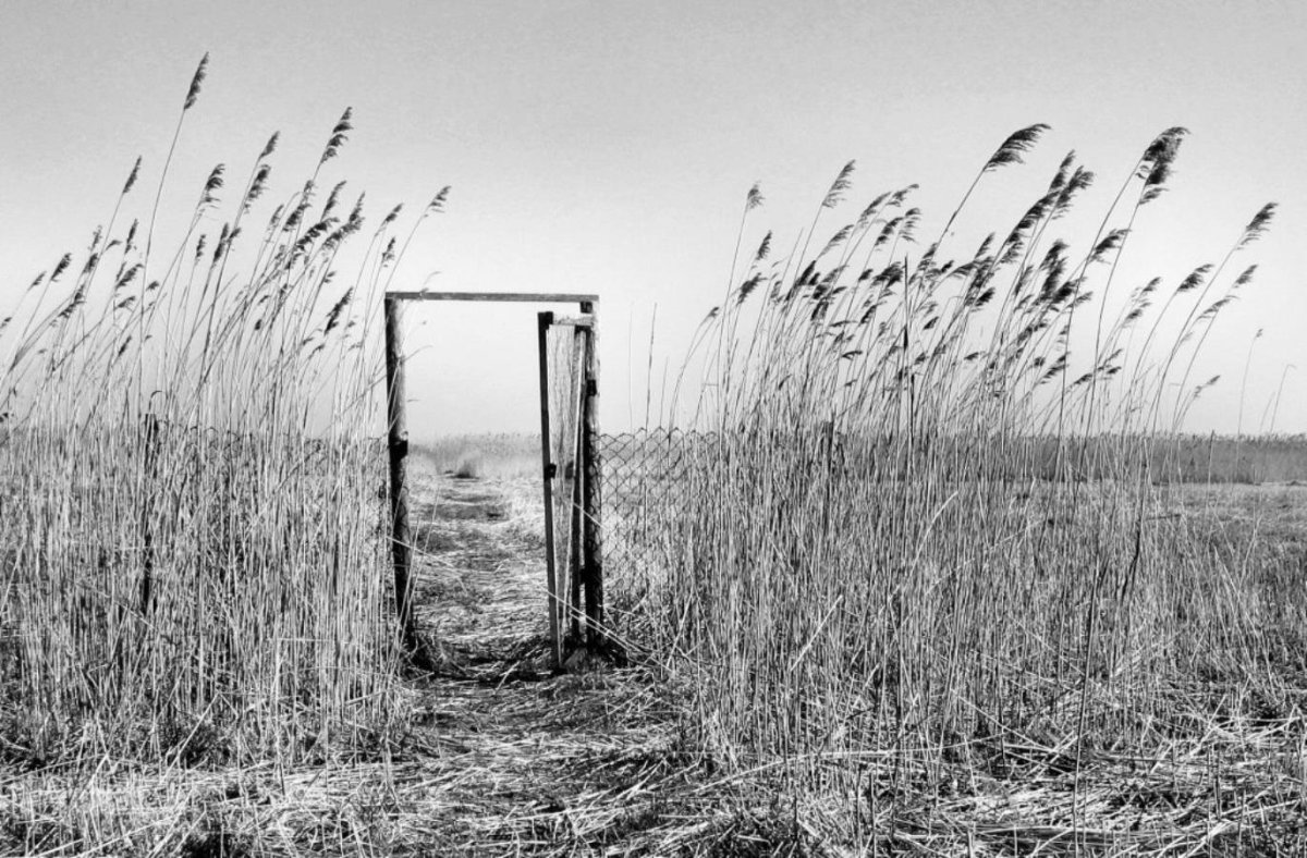 Дверь в поле
