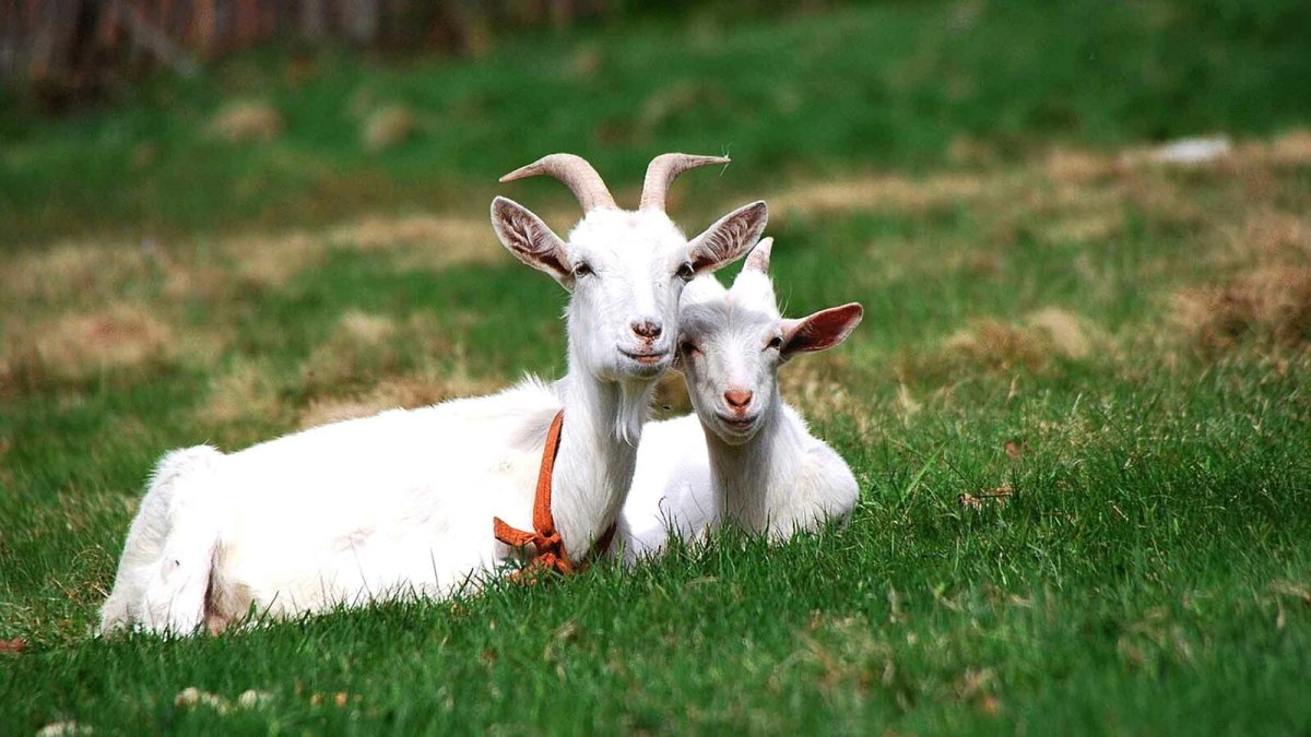 Анатолийская коза