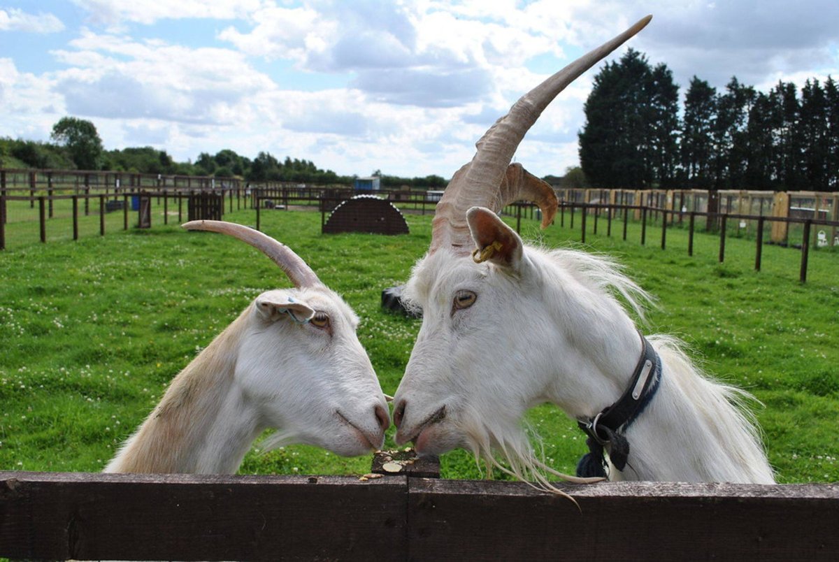 Коза и козлик