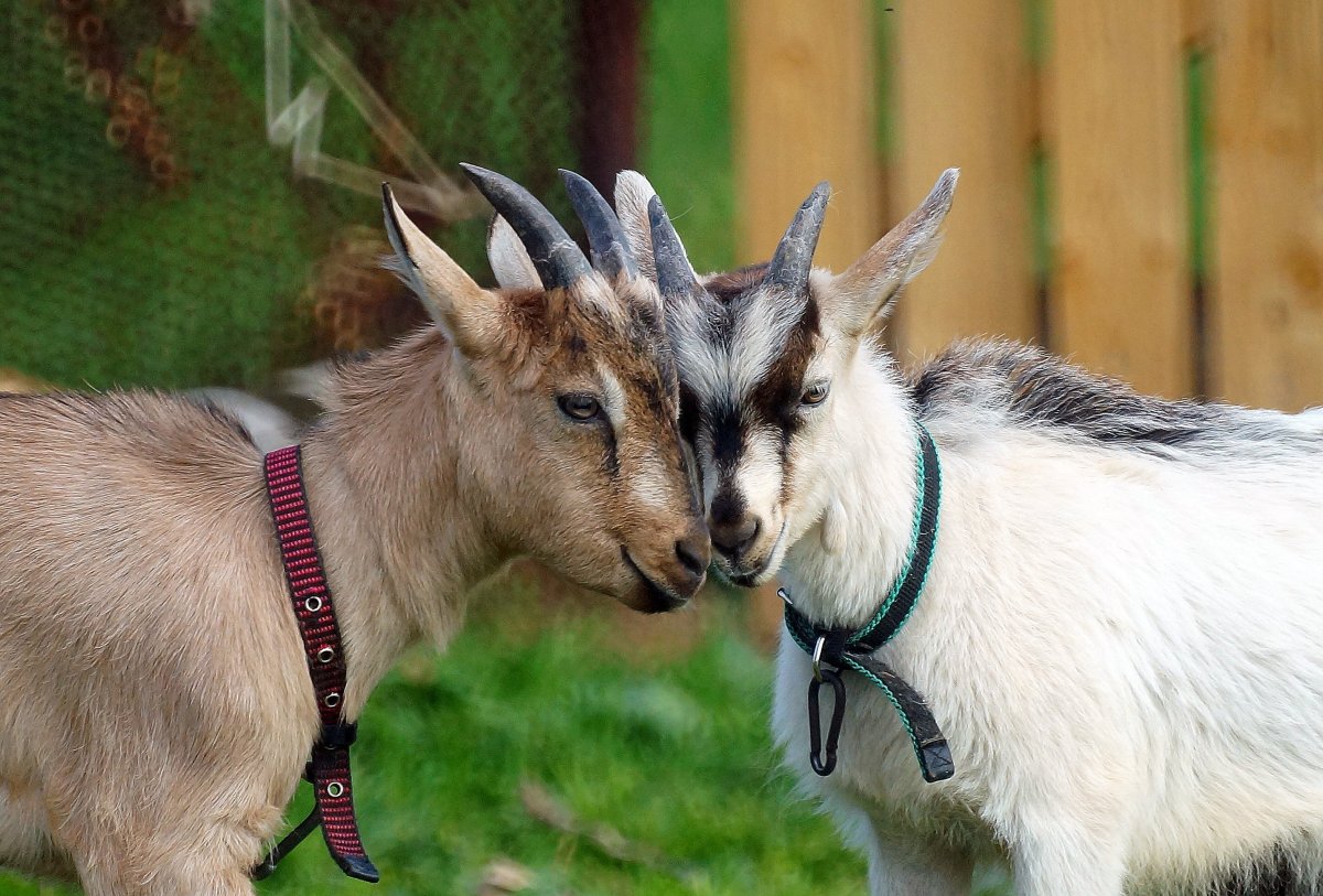 Козы с большими ушами