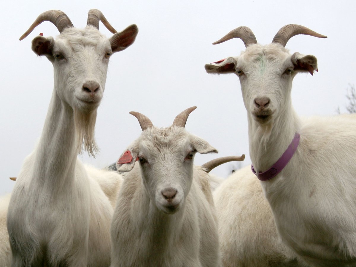 Козлик Эстетика